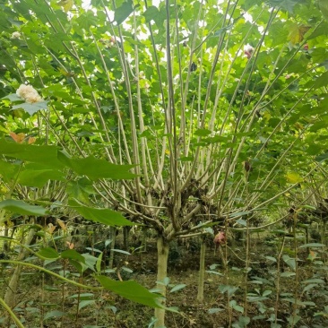 重庆木芙蓉批发重庆苗木基地供应各类规格木芙蓉基地