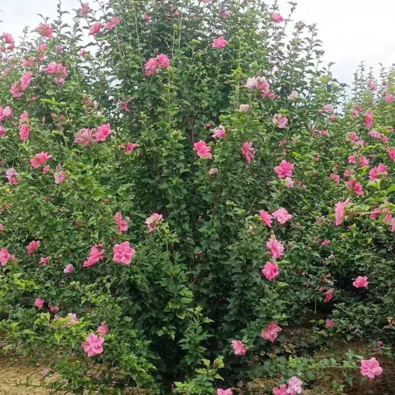 贵州木槿花批发贵州苗木基地供应各类规格木槿花基地