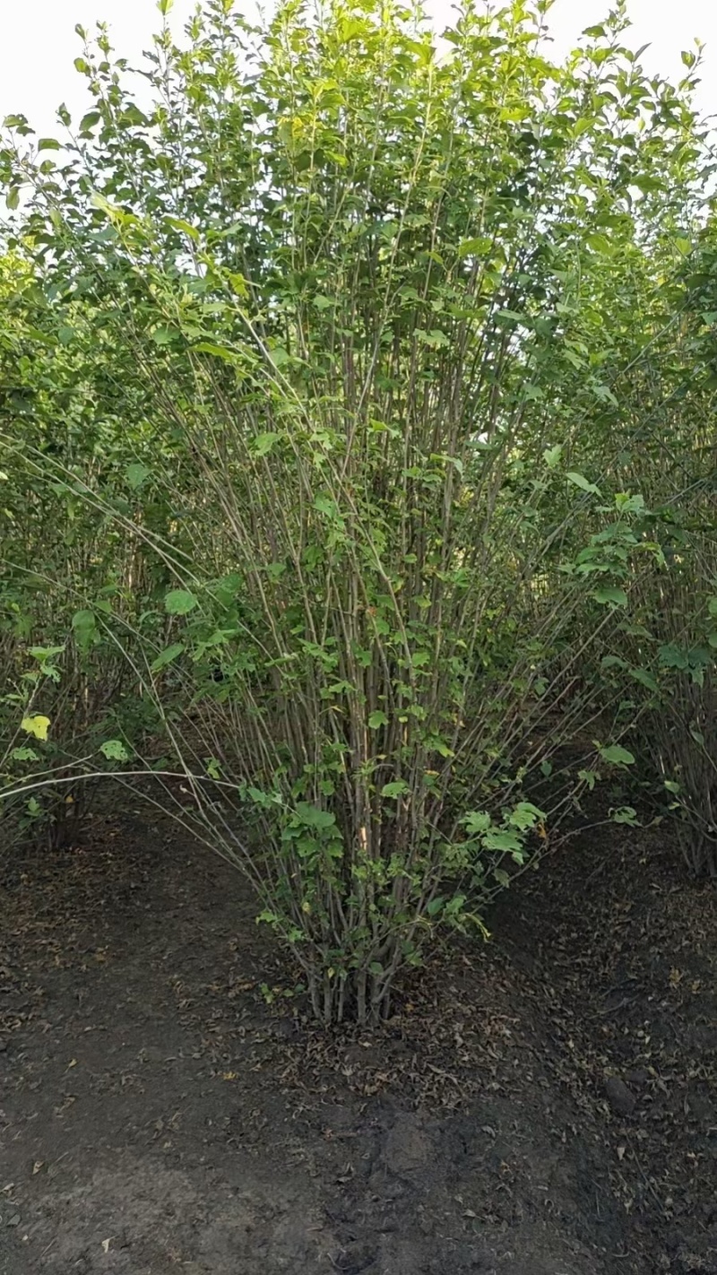 贵州木槿花批发贵州苗木基地供应各类规格木槿花基地