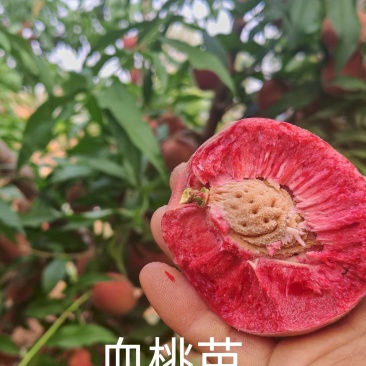 血桃苗新品种桃苗冬桃苗全红蜜桃苗品种保证免费指导包邮