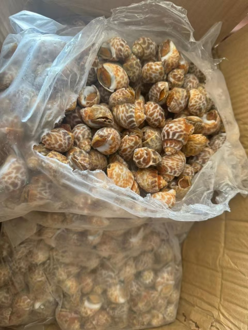 江苏连云港短尾花螺东风螺，实地看货，洽谈合作保质保量