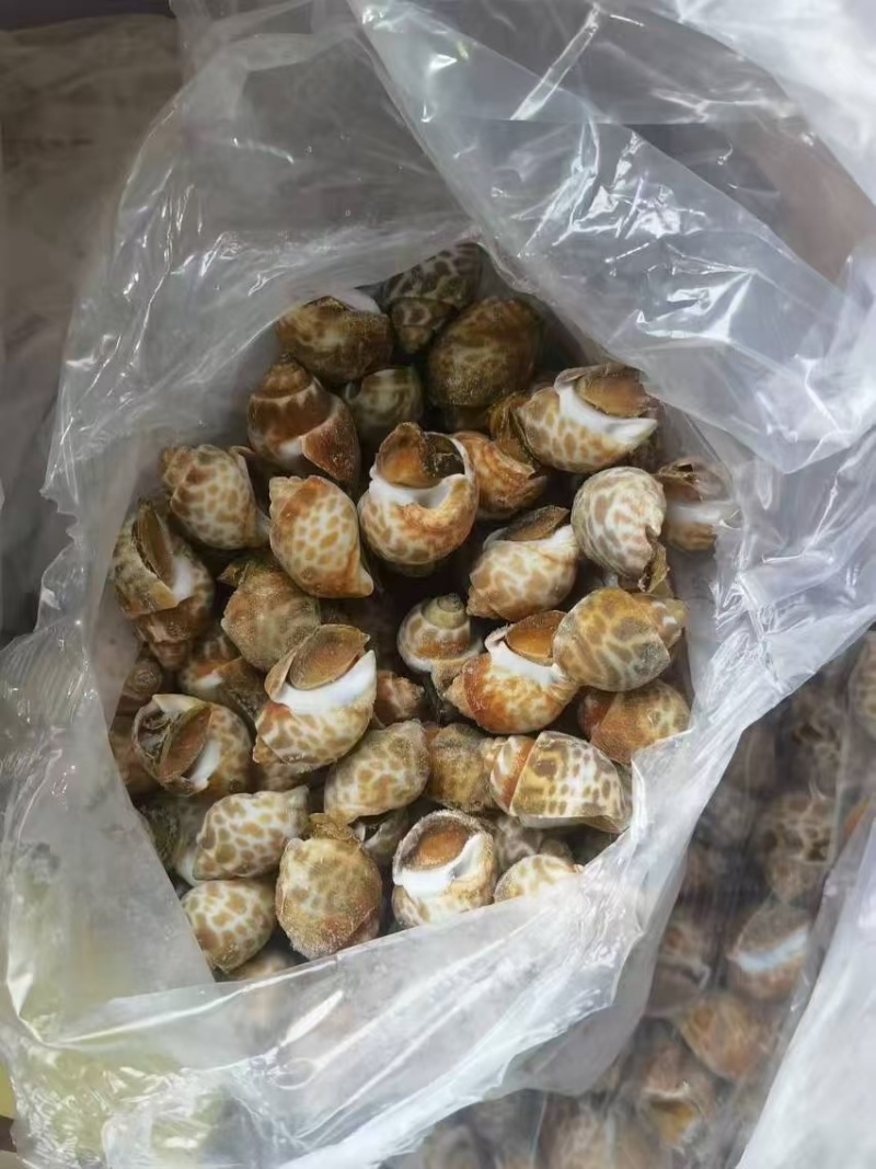 江苏连云港短尾花螺东风螺，实地看货，洽谈合作保质保量