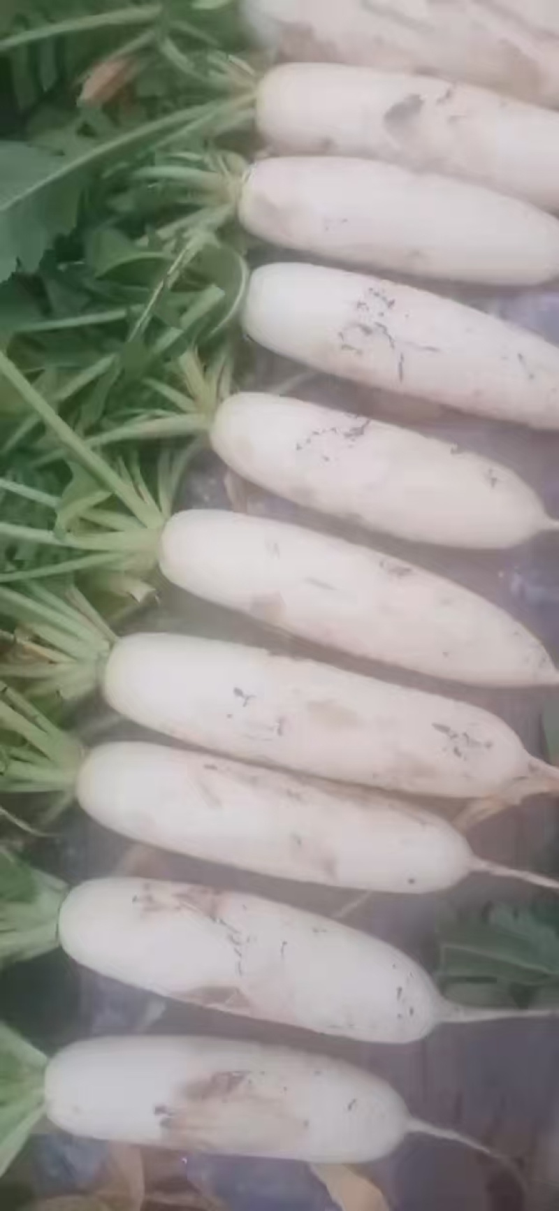 精品大萝卜，产地直发。量大从优