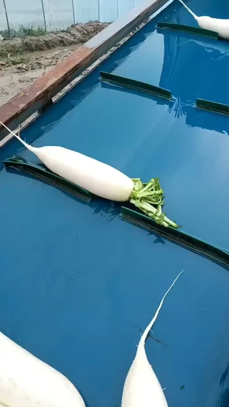 精品大萝卜，产地直发。量大从优