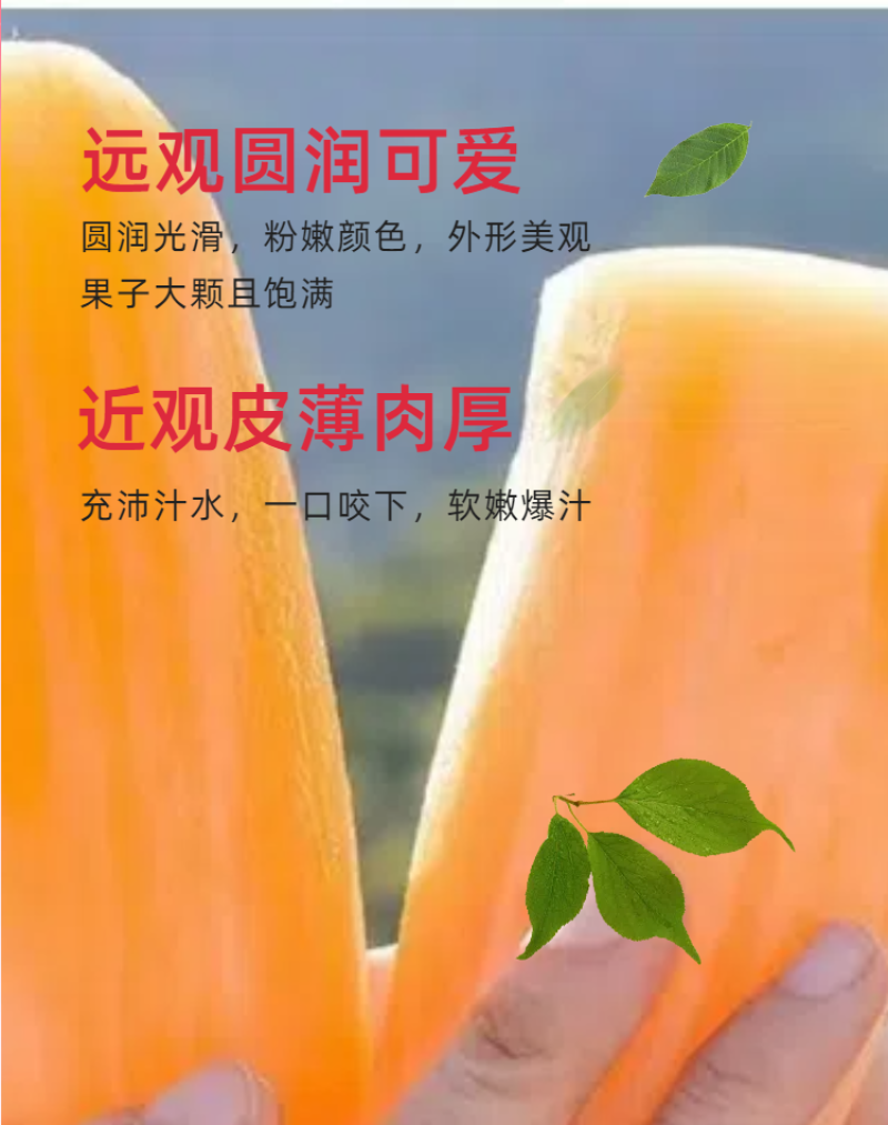 【推荐】云南雪莲果/批发/一件代发/对接商超电商市场