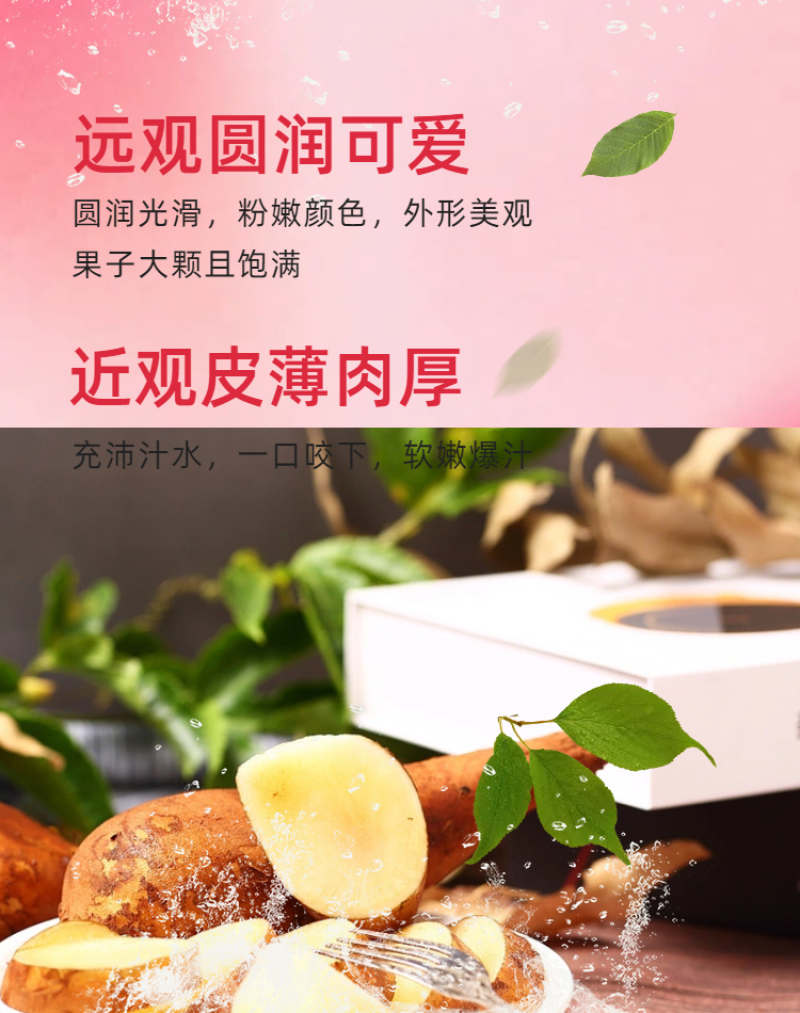【推荐】云南雪莲果/批发/一件代发/对接商超电商市场