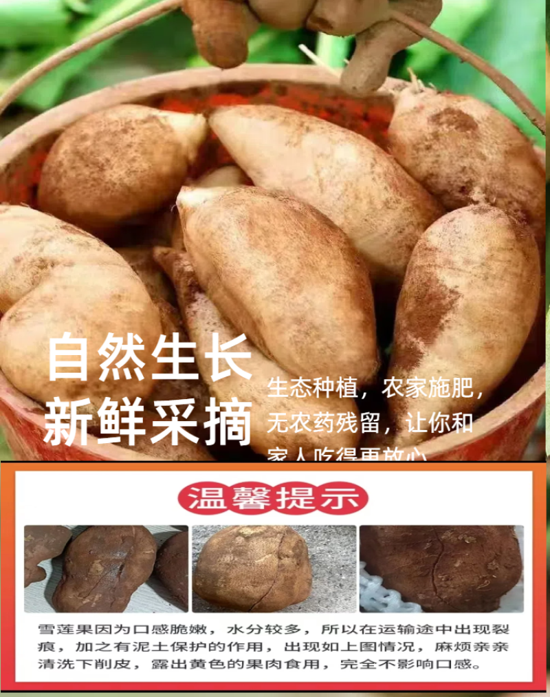 【推荐】云南雪莲果/批发/一件代发/对接商超电商市场