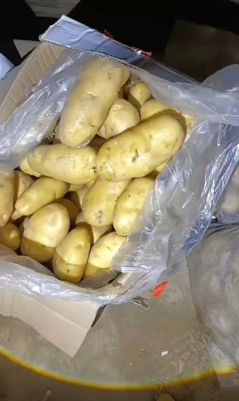 精品黄心土豆现货现发对接全国供应大型批发市场