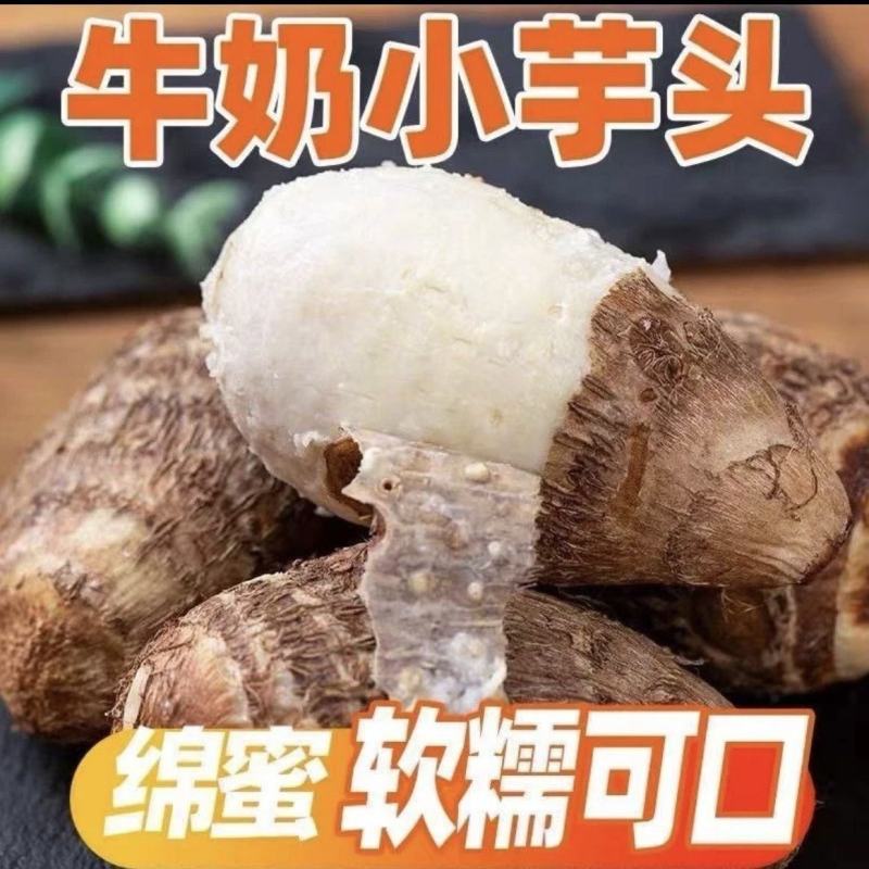 新鲜抢购现挖鲜牛奶芋头农家应季软粉山东蔬菜香芋芋艿