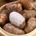 新鲜抢购现挖鲜牛奶芋头农家应季软粉山东蔬菜香芋芋艿