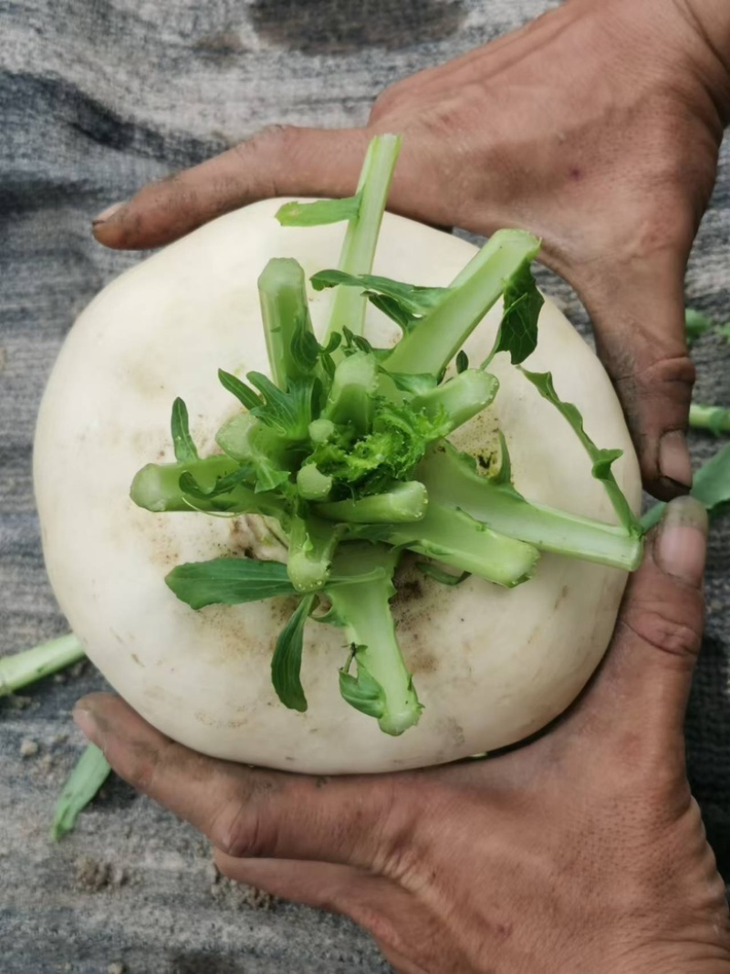 盘菜