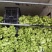 儿菜多子菜儿菜头电商货市场货多多买菜美团