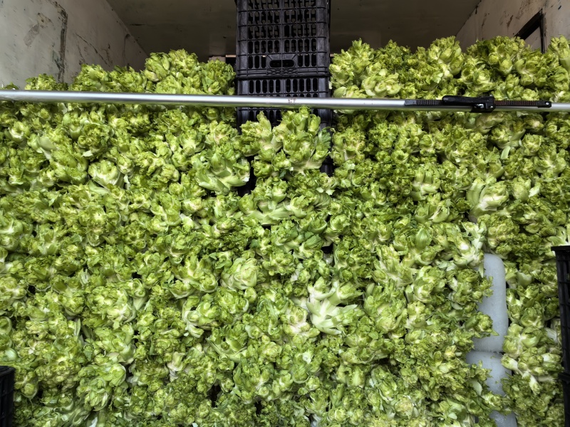 儿菜多子菜儿菜头电商货市场货多多买菜美团