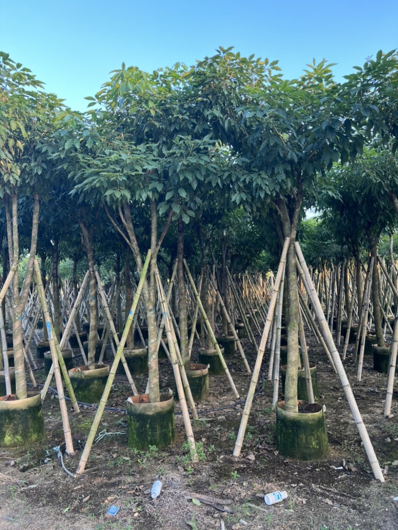 紫花风玲木（绣球）