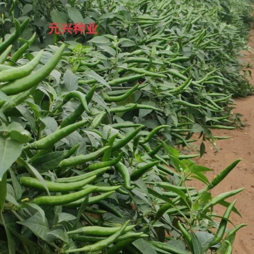 《推荐》长盛98大果型朝天椒种子，丰产抗病好管理厂家直销