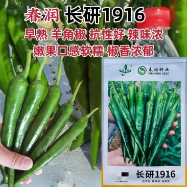 春润种业长研1916辣椒种子辣味浓香抗性好早熟羊角椒种子