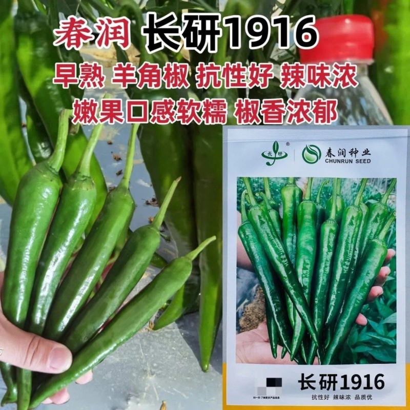 春润种业长研1916辣椒种子辣味浓香抗性好早熟羊角椒种子