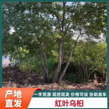 单杆丛生乌桕，5-20公分不等