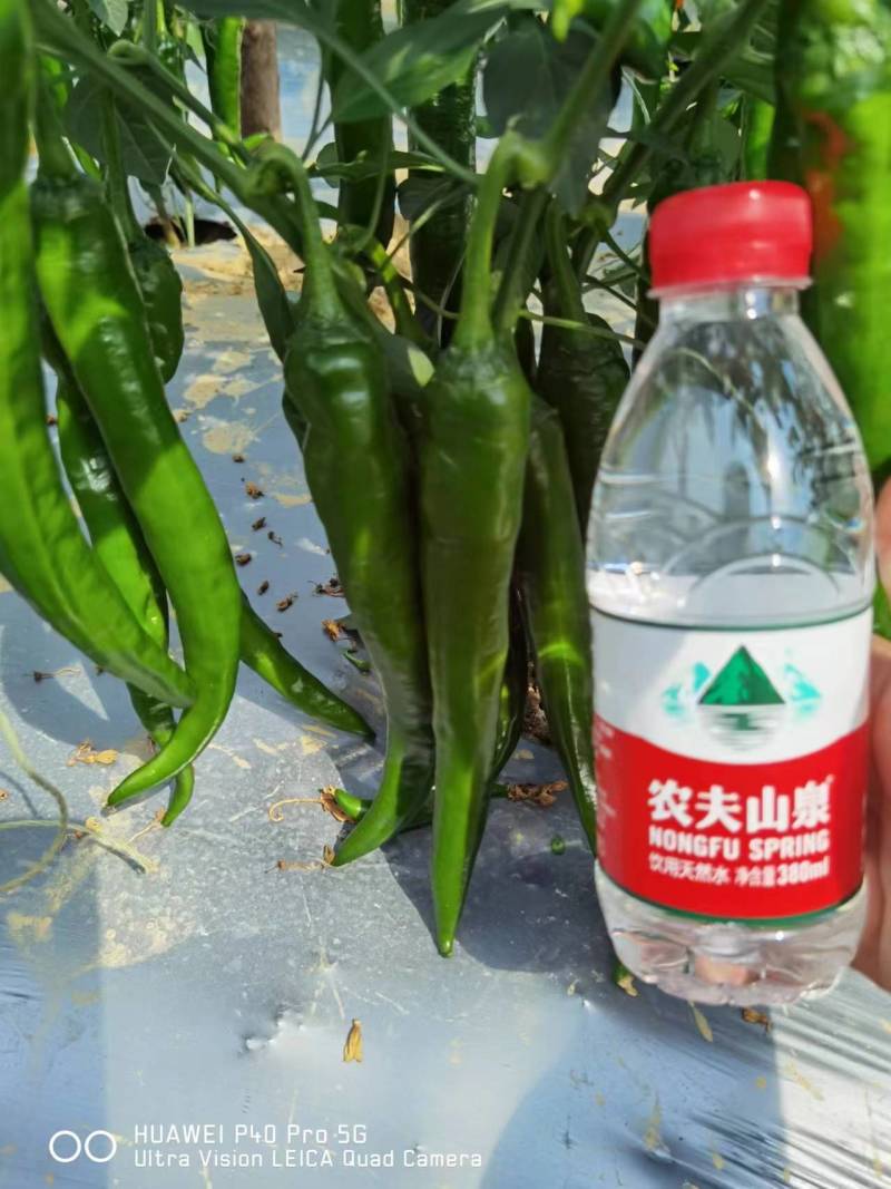 春润种业长研1916辣椒种子辣味浓香抗性好早熟羊角椒种子