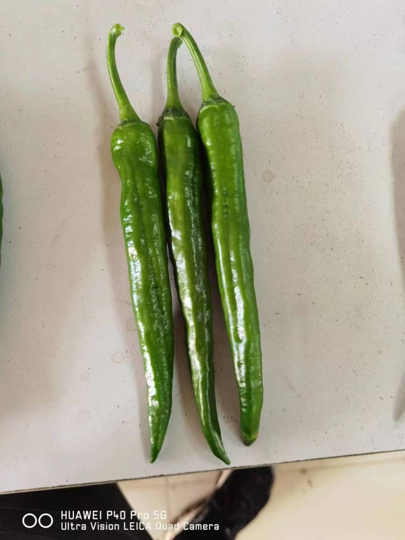 春润种业长研1916辣椒种子辣味浓香抗性好早熟羊角椒种子