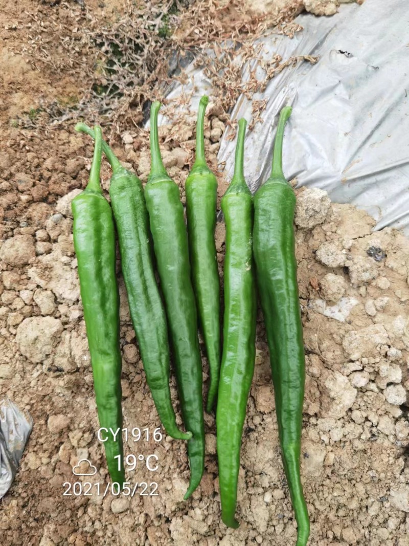 春润种业长研1916辣椒种子辣味浓香抗性好早熟羊角椒种子