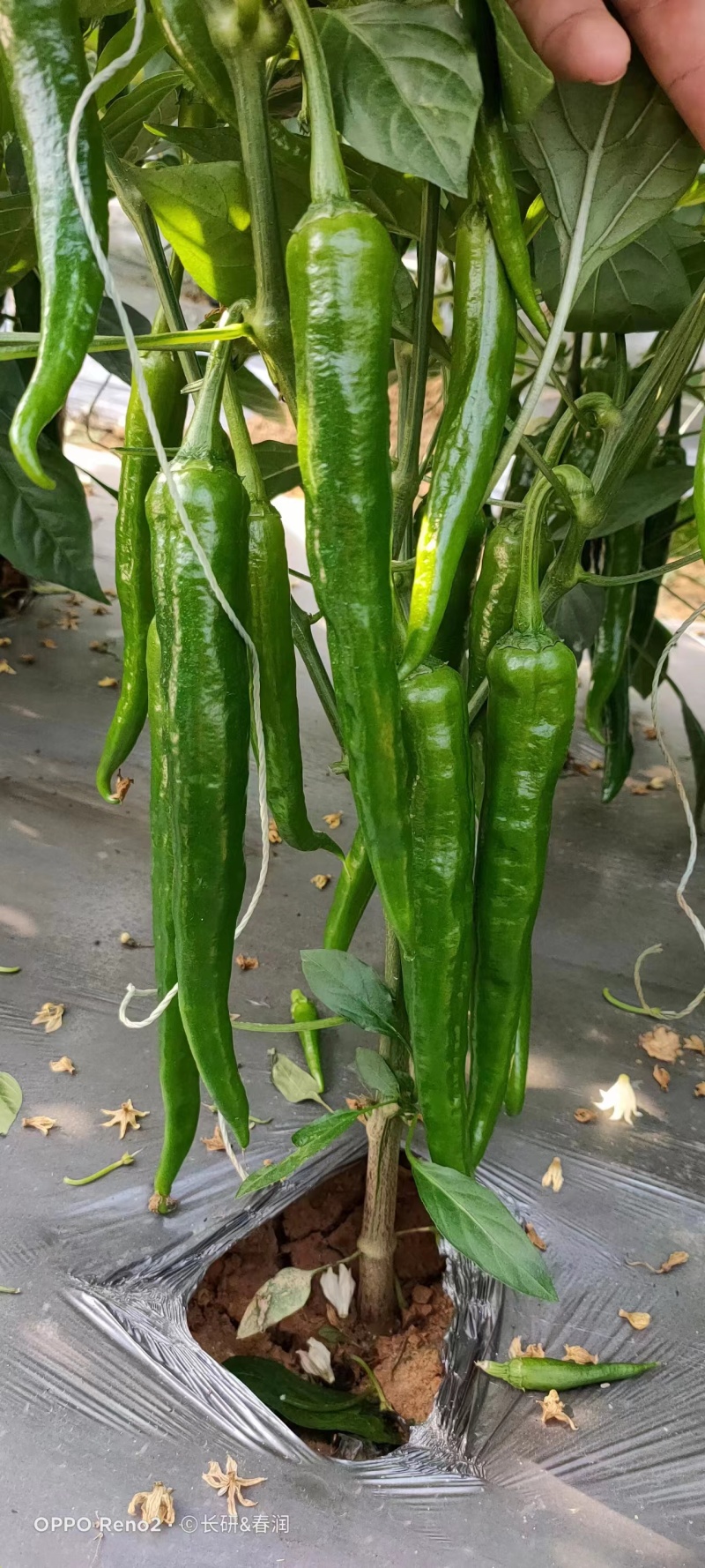 春润种业长研1916辣椒种子辣味浓香抗性好早熟羊角椒种子