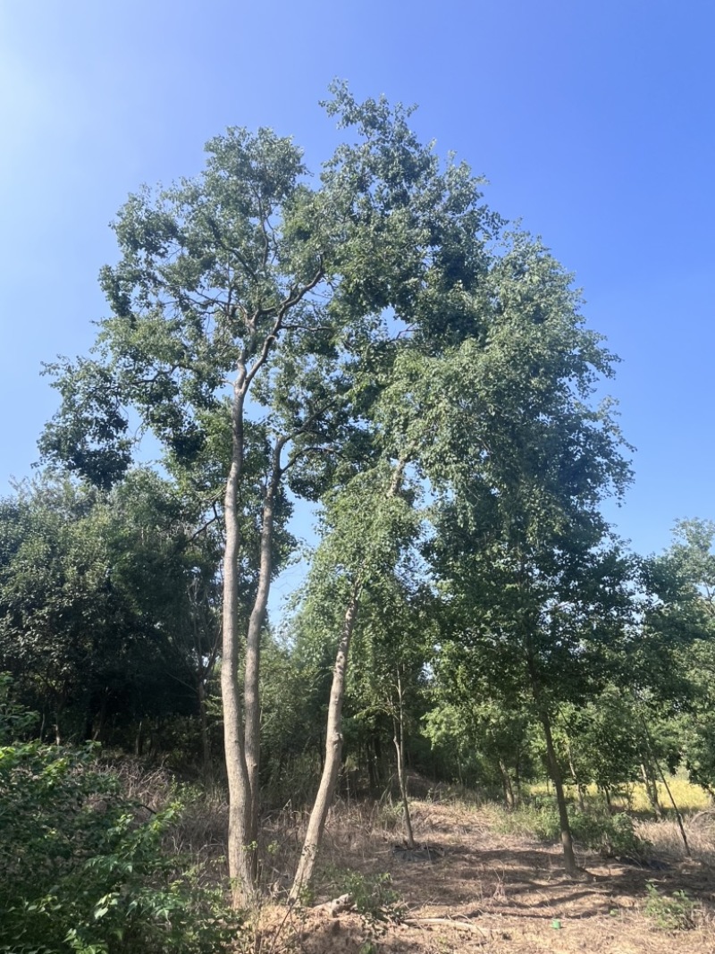 单杆丛生乌桕，5-20公分不等