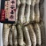皮皮虾、虾爬子、咕虾