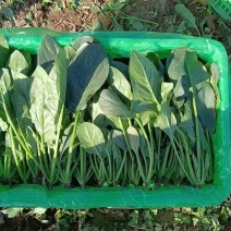 精品菠菜大量有货货源充足量大从优