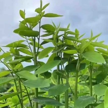 树仔菜#益肝菜#野菜芯#产地直销#优质保障源头
