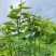 树仔菜#益肝菜#野菜芯#产地直销#优质保障源头