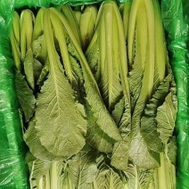 小白菜价格优惠保障品质可发全国