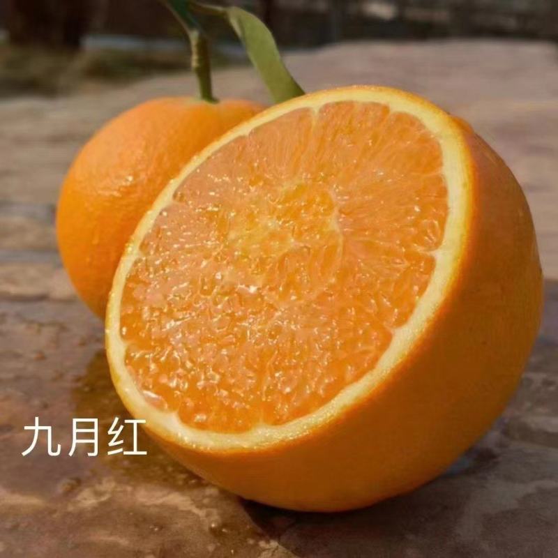 九月红纽荷尔血橙品种齐全产地直发，品质保证诚信经营