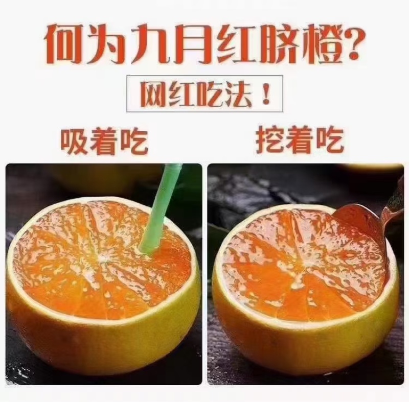 九月红纽荷尔血橙品种齐全产地直发，品质保证诚信经营