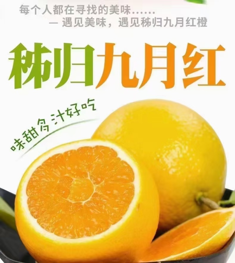 九月红纽荷尔血橙品种齐全产地直发，品质保证诚信经营