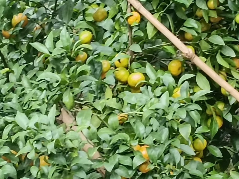 广西沙糖橘【砂糖橘】产地直供挂果率高量大从优