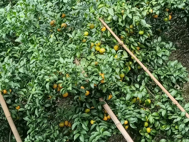 广西沙糖橘【砂糖橘】产地直供挂果率高量大从优