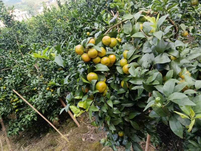 广西沙糖橘【砂糖橘】产地直供挂果率高量大从优