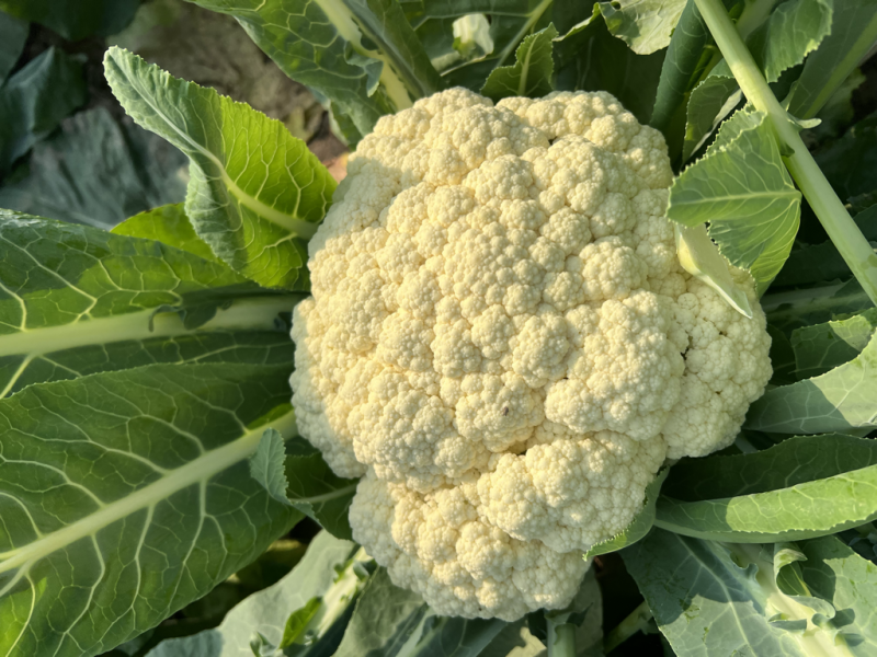 花菜