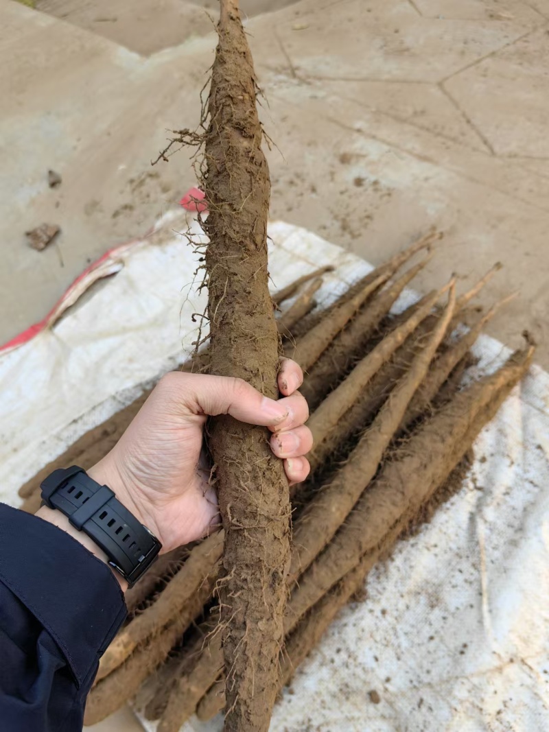 【量大优惠】新鲜小白嘴山药场地直发自厂自销