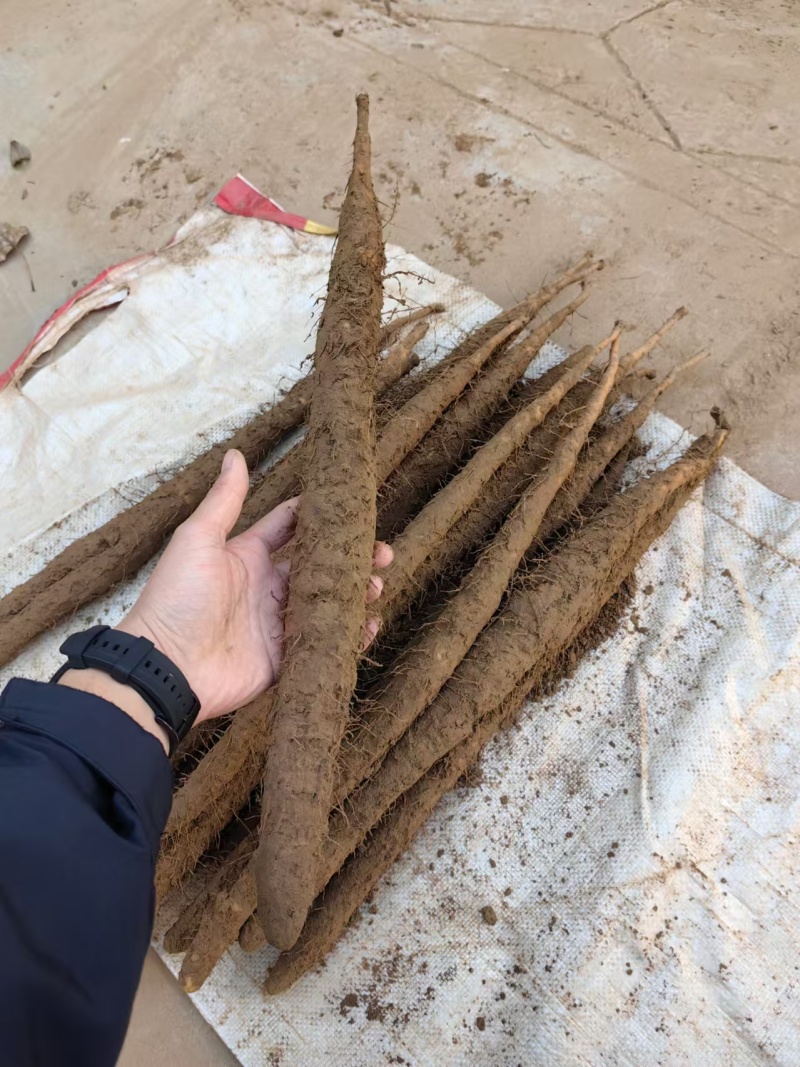 【量大优惠】新鲜小白嘴山药场地直发自厂自销
