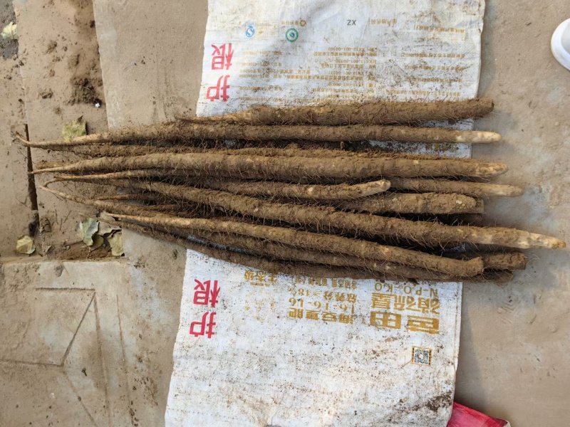 【量大优惠】新鲜小白嘴山药场地直发自厂自销