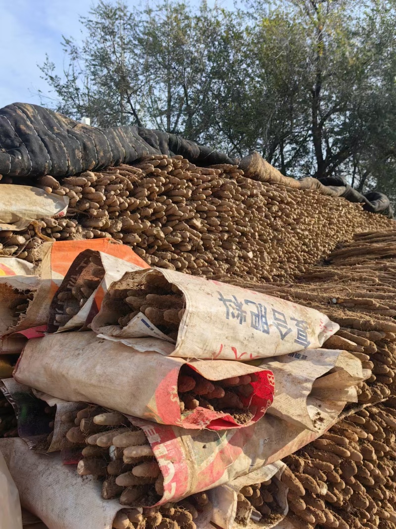 【量大优惠】新鲜小白嘴山药场地直发自厂自销