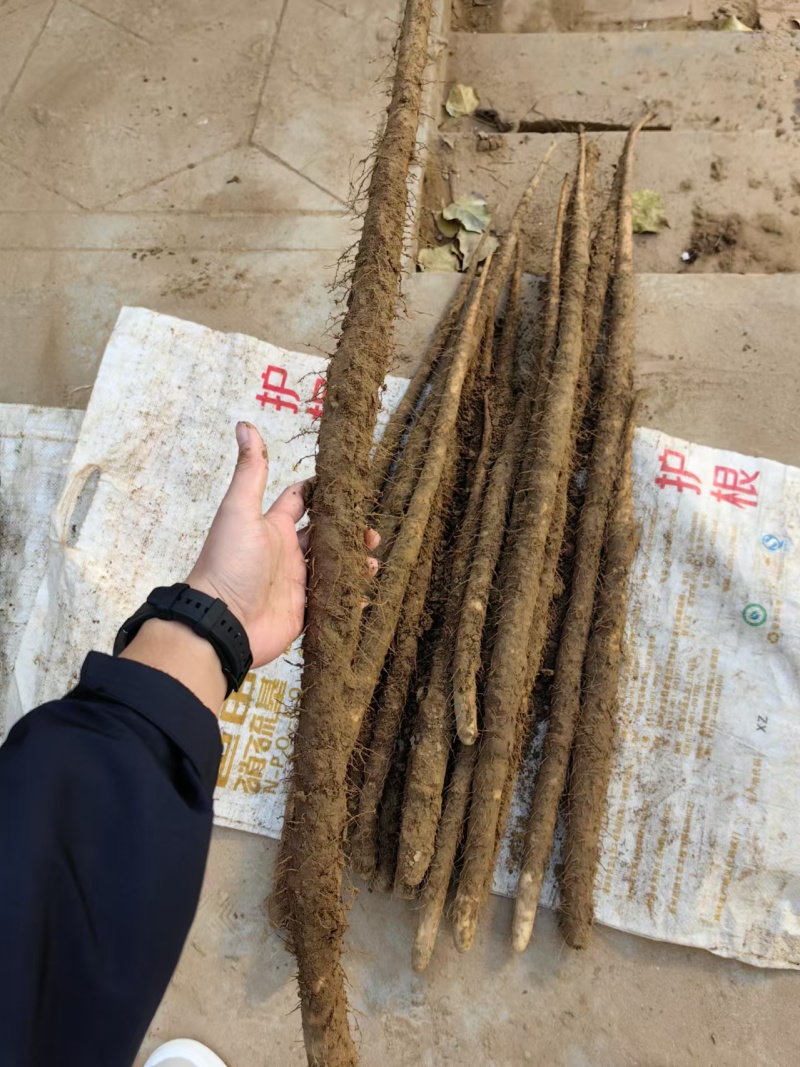 【量大优惠】新鲜小白嘴山药场地直发自厂自销