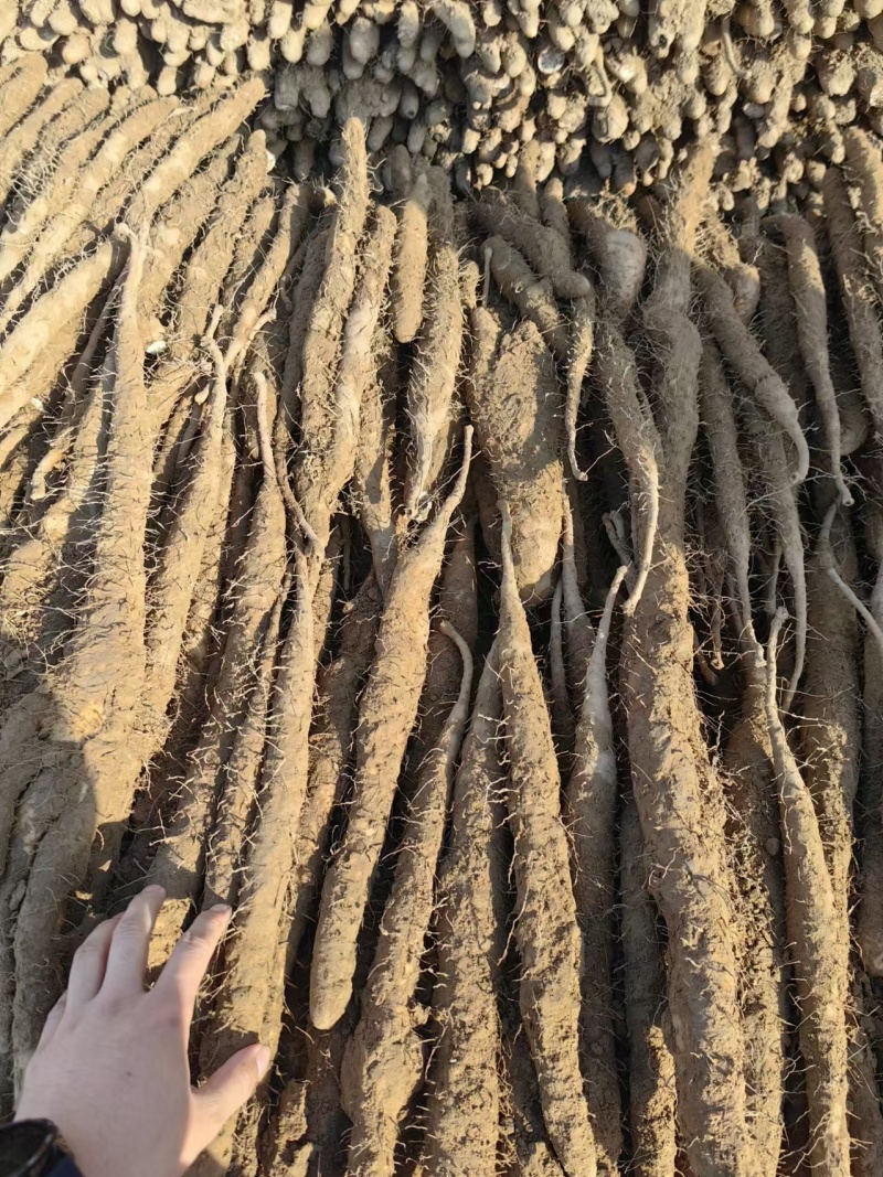 【量大优惠】新鲜小白嘴山药场地直发自厂自销