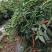 喜洋洋大果型朝天椒种子，高产抗病好管理，厂家直销，招代理