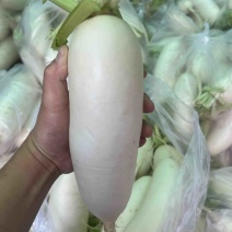萝卜