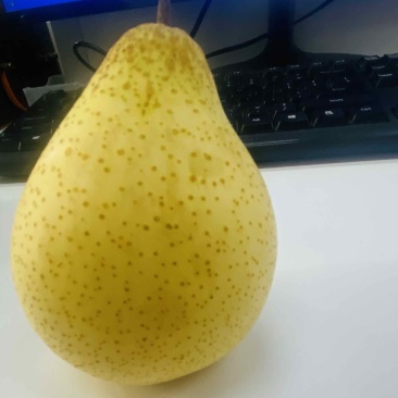 自家鸭梨