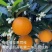 【实力推荐】伦晚脐橙/新品上市/对接商超批发市场/