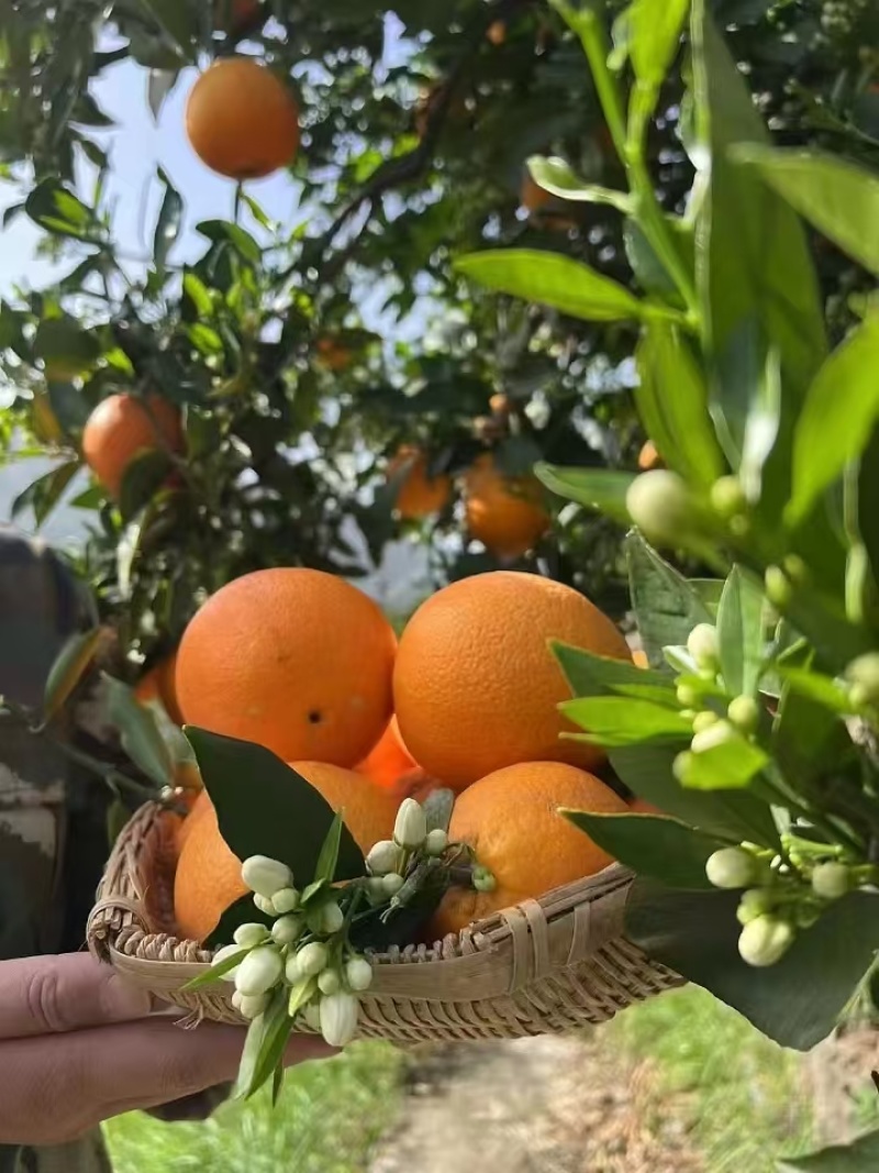 【实力推荐】伦晚脐橙/新品上市/对接商超批发市场/